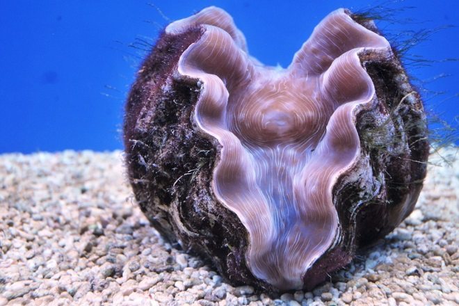 Двустворчатые морские моллюски